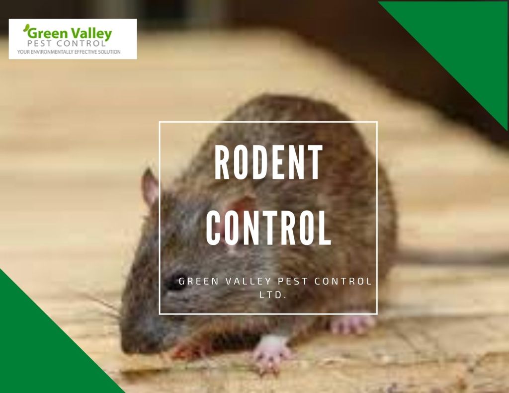 Rodent Control
